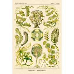 Haeckel Nature Illustrations: Siphoneae Hydrozoa