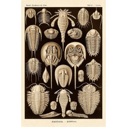 Haeckel Nature Illustrations: Athropods - Sepia Tint