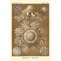 Haeckel Nature Illustrations: Jelly Fish - Sepia Tint