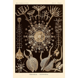 Haeckel Nature Illustrations: Phaeodaria radiolarians - Sepia Tint