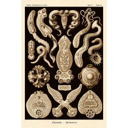 Haeckel Nature Illustrations: Flatworms - Sepia Tint