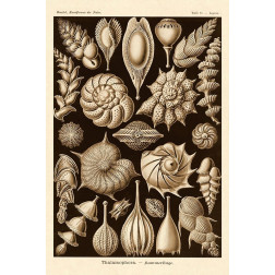 Haeckel Nature Illustrations: Thalamophora, Forminifera - Sepia Tint