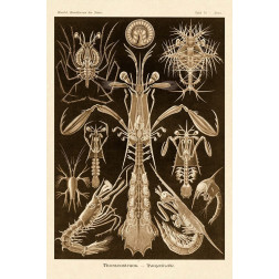 Haeckel Nature Illustrations: Thoracostraca, Crustaceans - Sepia Tint