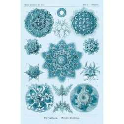 Haeckel Nature Illustrations: Polycytaria Radiolaria - Blue-Green Tint