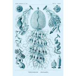 Haeckel Nature Illustrations: Siphoneae Hydrozoa - Blue-Green Tint