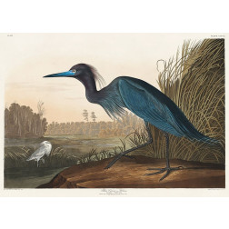 Blue Crane or Heron
