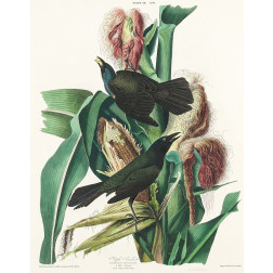 Purple Grakle or Common Crow Blackbird