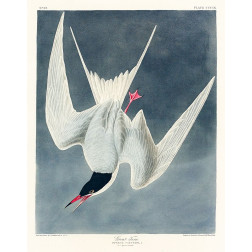 Great Tern