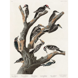 Marias Woodpecker