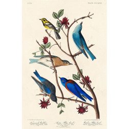 Townsends Warbler, Arctic Blue-bird and Western Blue-bird