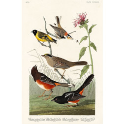 Chestnut-coloured Finch, Black-headed Siskin, Black crown Bunting and Arctic Ground Finch