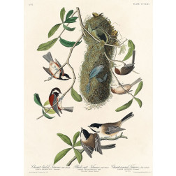 Chesnut-backed Titmouse, Black-capt Titmouse and Chesnut-crowned Titmouse