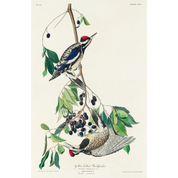 Yellow bellied Woodpecker
