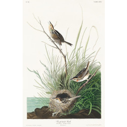 Sharp-tailed Finch