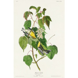 Hemlock Warbler