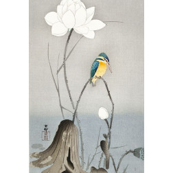 Kingfisher with Lotus Flower