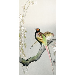 Couple pheasants and cherry blossom