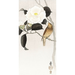 Songbird and flowering camellia