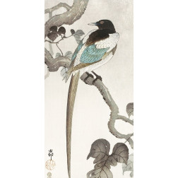 Magpie on tree branch