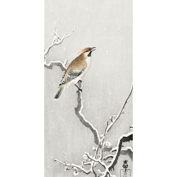 Bohemian bird on snowy branch