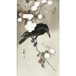 Crow with cherry blossom