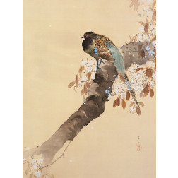 Pheasant on cherry blossom branch