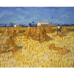 Corn Harvest in Provence