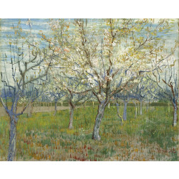 Orchard with Blooming Apricot Trees
