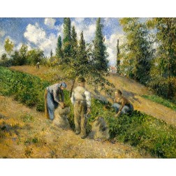 The Harvest, Pontoise