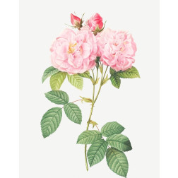 Italian Damask Rose, Four Seasons of Italy, Rosa damascena Italica