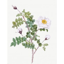 Double White Burnet Rose, Pimple Rose with White Flowers, Rosa Pimpinellifolia Alba Flore Multiplei