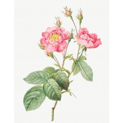 Rosa centifolia anemonoides, The Anemone Centuries
