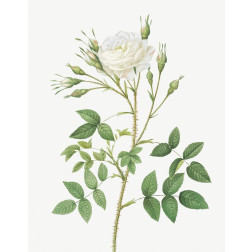 Rose of Rosenberg, Rosa rosenbergiana