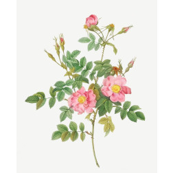 Sweet Briar, Rusty Rose with Semi-Double Flowers, Rosa rubiginosa flore semi-pleno