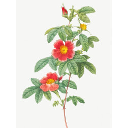 Rosa majalis, Single May Rose, Rosa Cinnamomea flore simplici