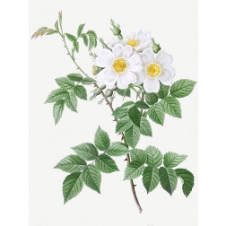 Short styled rose with yellow and white flowers, Rosa brevistyla leucochroa