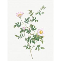 Pink Hedge Rose, Rosa sepium rosea