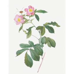 Variegated Alpine Rose, Rosa alpina flore variegato