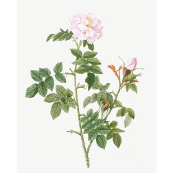 Pale pink flower, Rosa orbefsanea
