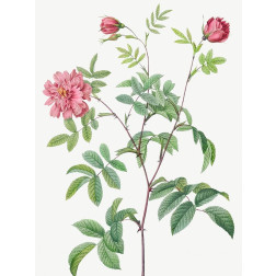 Cinnamon Rose, Rose of May, Rosa cinnamomea maialis