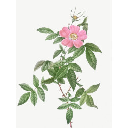 Boursault Rose, Rosa reclinata flore simplici