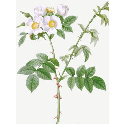 White Flowered Rose, Rosa leucantha
