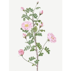 Double Pink Scotch Briar, Red Pimple Rose, Rosa pimpinellifolia rubra