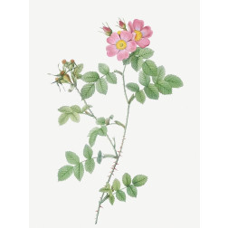 Sweetbriar, Rusty Rose with Three Flowers, Rosa rubiginosa triflora