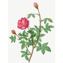 Anemone Flowered Rose Muscosa, Rosa muscosa anemone flora