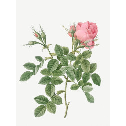 Dwarf Four Seasons Rose, Rosa bifera pumila