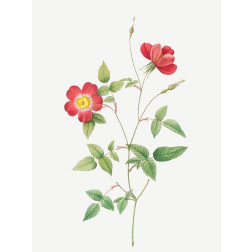 Rose Indica Stelligera, Bengal Star, Rosa indica stelligera