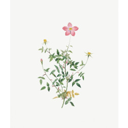 Single Dwarf China Rose, Rosa indica pumila, flore simplici