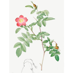 Alpine Rose, Rose of the Alps with Hanging Fruits, Rosa pendulina