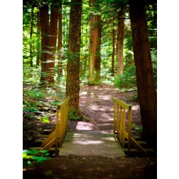 Forest Park Path